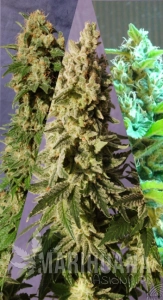 Sabor Mix - KANNABIA SEED