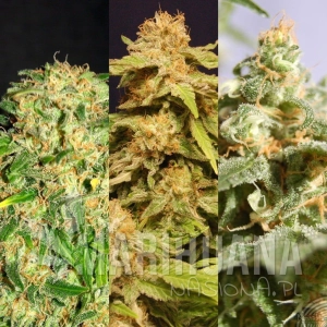 Outdoor Mix - KANNABIA SEED