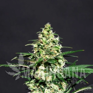 Amnesia-K - KANNABIA SEED
