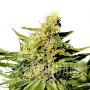 BCN Diesel CBD - KANNABIA SEED