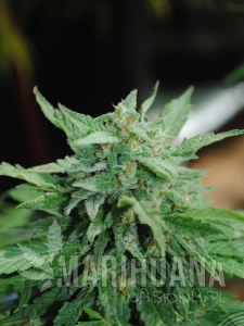 Karibbean Mango - KANNABIA SEED