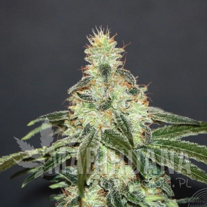 Mataro Blue CBD - KANNABIA SEED