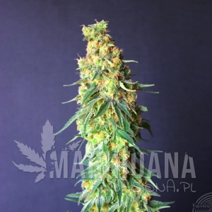 White Domina CBD - KANNABIA SEED
