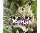 Auto King Kong - DR UNDERGROUND