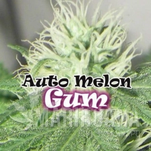 Auto Melon Gum - DR UNDERGROUND