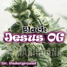 Black Jesus OG - DR UNDERGROUND