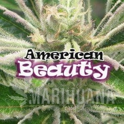 American Beauty - DR UNDERGROUND