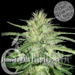 Juanita"La Lagrimosa" - ELITE SEEDS