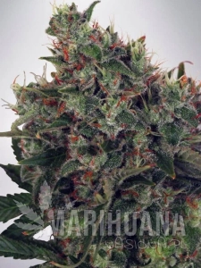 Ultra White Amnesia - MINISTRY OF CANNABIS