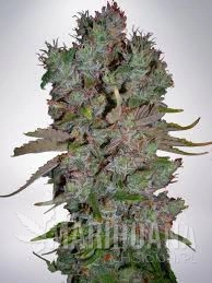 Auto Blueberry Domina - MINISTRY OF CANNABIS