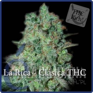 La Rica Clásica THC - ELITE SEEDS