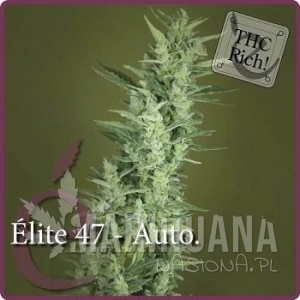 Elite 47 Auto - ELITE SEEDS