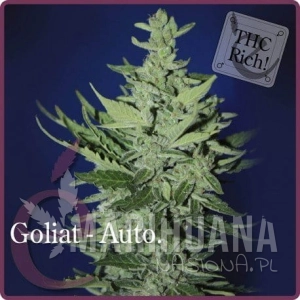 Goliat Auto - ELITE SEEDS