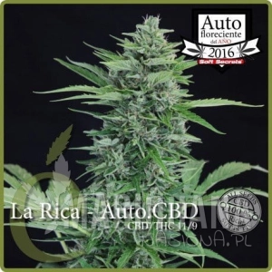 La Rica Auto CBD - ELITE SEEDS