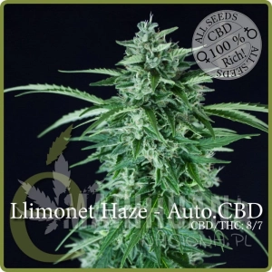 Llimonet Haze Auto CBD - ELITE SEEDS