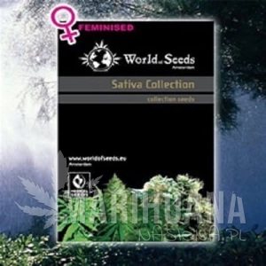 Sativa Collection - WORLD OF SEEDS