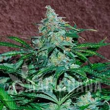 Amnesia Auto - WORLD OF SEEDS