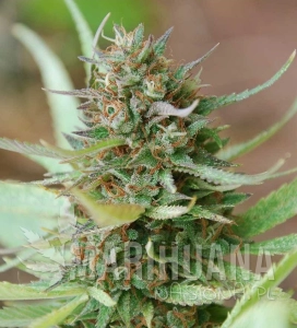Strawberry Blue - WORLD OF SEEDS