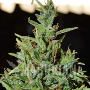 Neville Haze Auto - WORLD OF SEEDS