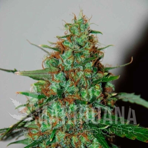 Wild Thailand Auto - WORLD OF SEEDS