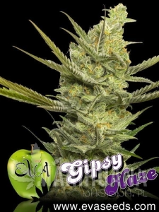 Gipsy Haze - EVA SEEDS