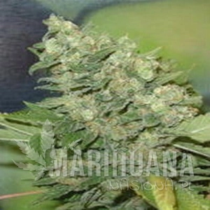 Armageddon - FANTASEEDS