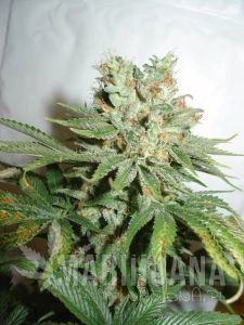 Blue Haze - FANTASEEDS