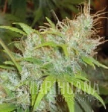 Orange Delight - FANTASEEDS
