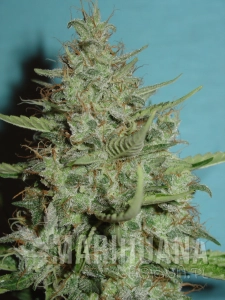 Super Chrystal - FANTASEEDS