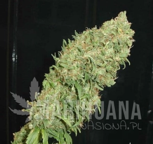 Caramella - FANTASEEDS