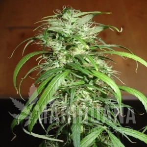 Haze - FANTASEEDS