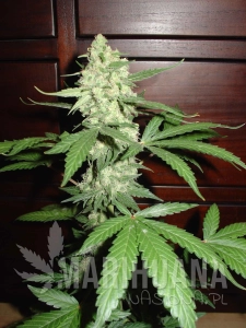 Homegrown Cheese - FANTASEEDS