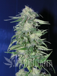 K2 - FANTASEEDS