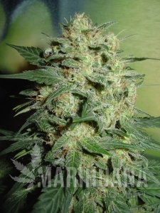Northern Lights - FANTASEEDS