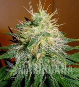Skunk #1 - FANTASEEDS
