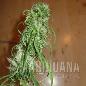 SPR Haze - FANTASEEDS