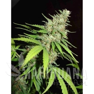 Top 44 - FANTASEEDS