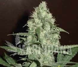 Blue Pearl Auto - FANTASEEDS