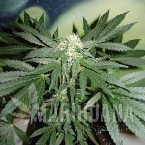 Homegrown Lowryder Auto - FANTASEEDS