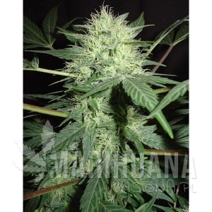 Northern Lights Auto - FANTASEEDS