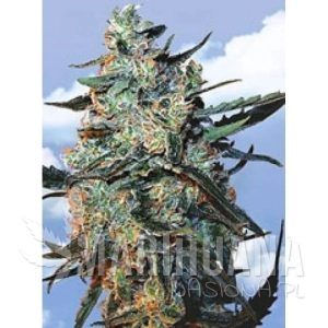 Feminized Mix - FLYING DUTCHMEN