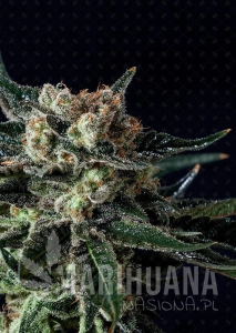Black Diesel - GENOFARM