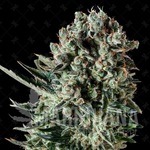 Farm Cheese - GENOFARM