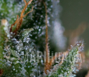 Medicritical - GENOFARM