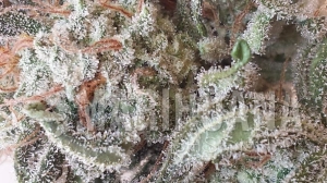 Purple Haze Auto - GENOFARM