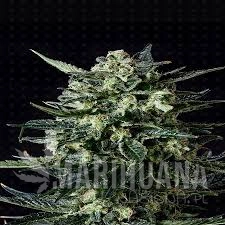 Thunder Haze Auto - GENOFARM