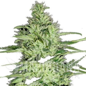 Ace Silver Haze - GREEN LABEL