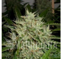 AK Widow 47 - GREEN LABEL
