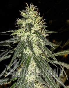 Amnesia - GREEN LABEL