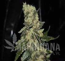 Berry Delight - GREEN LABEL